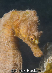 Short snouted seahorse. Babbacombe. Devon. D200, 60mm. by Derek Haslam 
